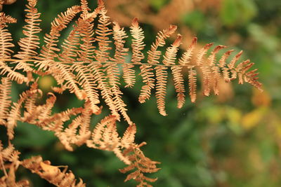 Close-up of plant