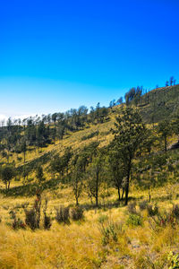 Trees on field against clear blue sky