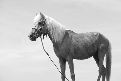 Horse standing against sky