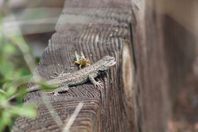 Close-up of insect on wood