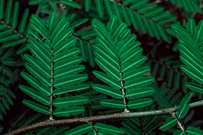 High angle view of succulent plant