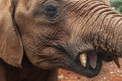 Close-up of elephant