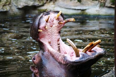 Close-up of pelican in water