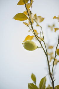 Close-up of plant growing on tree