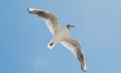 Low angle view of seagull flying