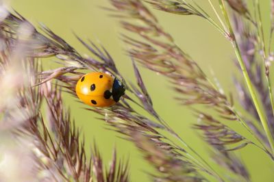 Close-up of ladybug on plant