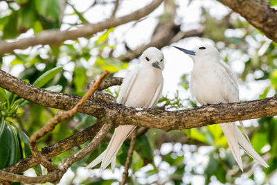 Low angle view of bird perching on branch