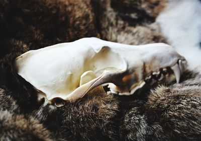 Close-up of animal skull