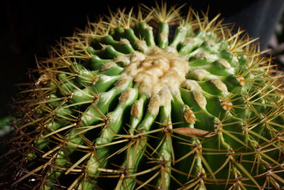 Close-up of succulent plant