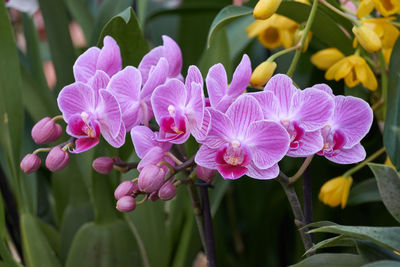 Orchid in bloom