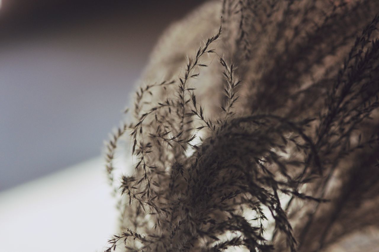 branch, close-up, low angle view, bare tree, tree, focus on foreground, nature, selective focus, tree trunk, dead plant, twig, no people, day, outdoors, growth, winter, sky, dried plant, dry, part of