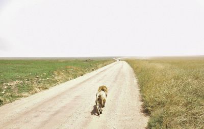 Dog walking on road amidst field against clear sky