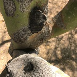 Close-up of tree trunk