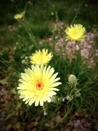 Close-up of yellow flower blooming outdoors