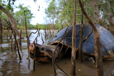 Close-up of horse in water