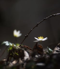 Close-up of flowers blooming outdoors