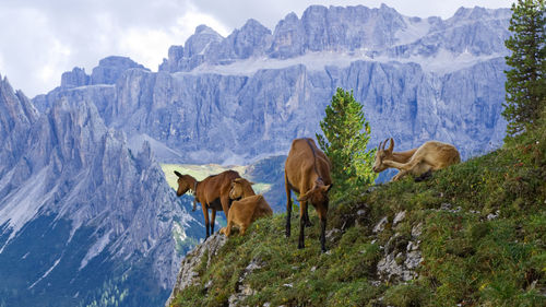Panoramic view of horses on mountain