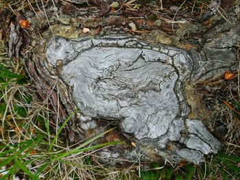 High angle view of tree stump