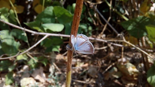 Close-up of butterfly on plant