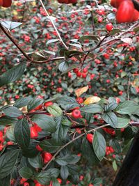 Close-up of berries growing on tree