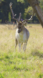 Deer in a field