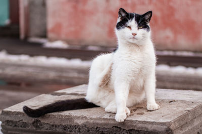 White cat sitting outdoors