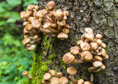 Close-up of mushrooms growing on tree