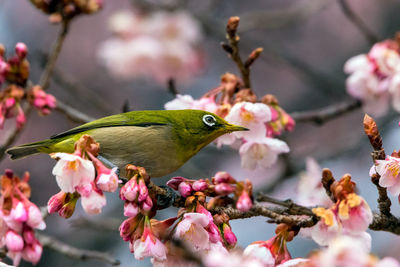 Close-up of hummingbird perching on cherry blossom tree