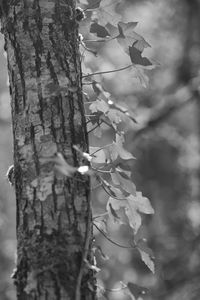 Low angle view of flowering plant on tree