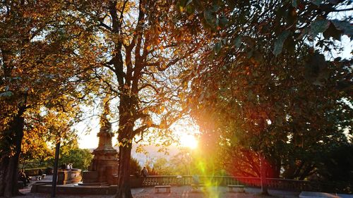 Sunlight streaming through trees during autumn