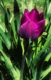 Close-up of purple flowering plant