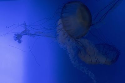 Close-up of jellyfish swimming in water
