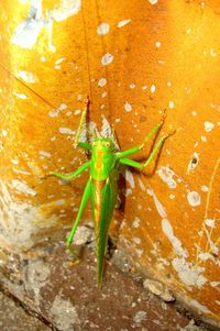 Close-up of insect