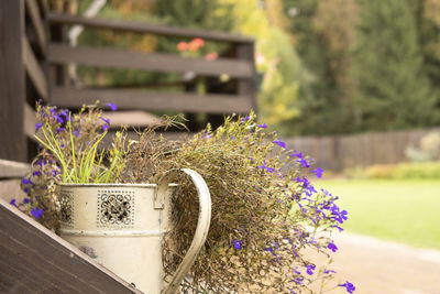 Autumn lobelia flowers on backyard background. life in suburbs.