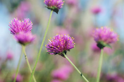 Close-up of pink flowering plants