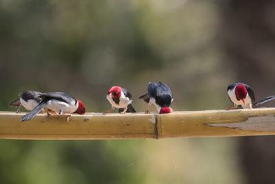 Red crested