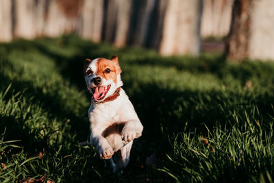 Dog sitting on field