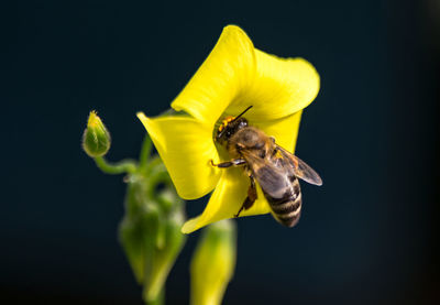 Close-up of bee pollinating on yellow flower