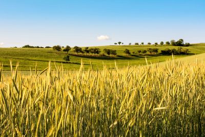 Scenic view of agricultural field against sky