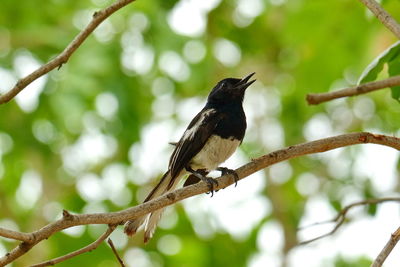 Low angle view of bird perching on branch