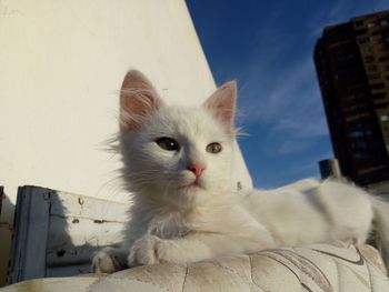 Close-up of a cat looking away