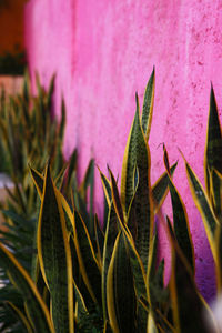 Close-up of pink flowering plant