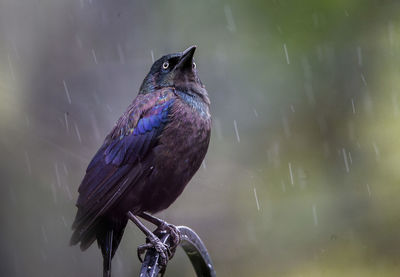 Close-up of bird perching