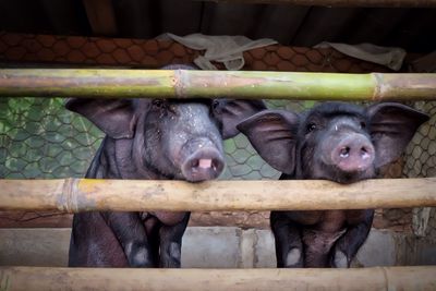 Pigs under fence