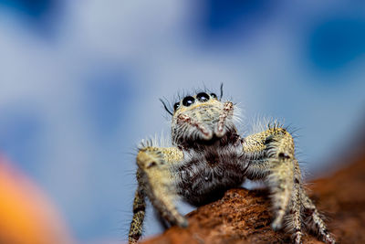 Close-up of spider