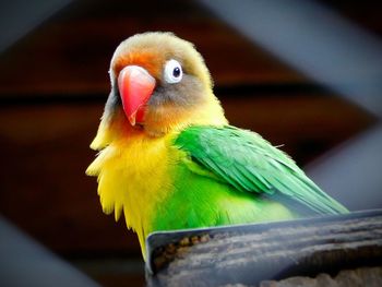 Close-up of parrot perching