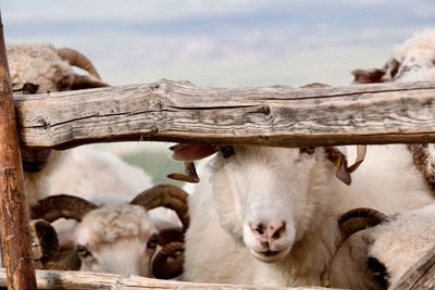 Close-up of a sheep