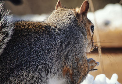 Close-up of squirrel