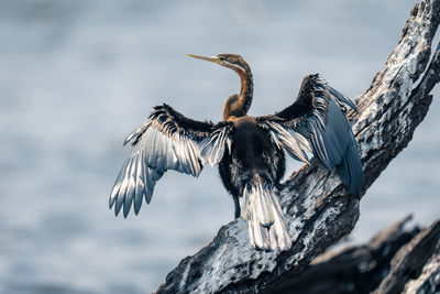 Close-up of a bird