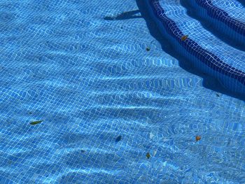 High angle view of jellyfish swimming in pool